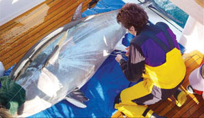 Colocação de detectores num atum vermelho