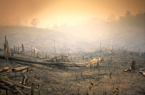 Floresta tropical ardida na Indonésia