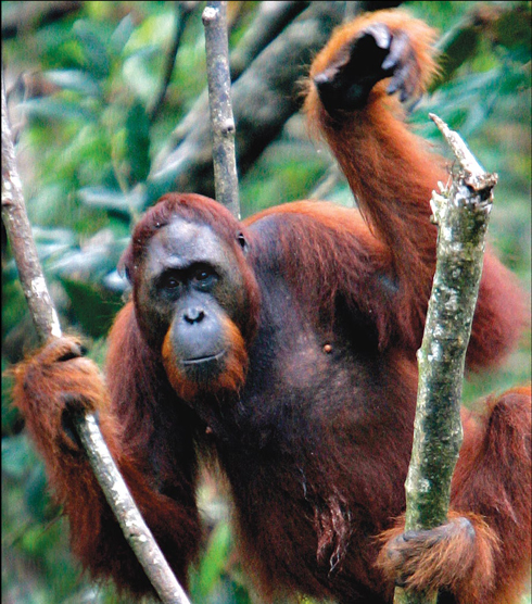 Uma espécie ameaçada: o orangotango da floresta de Kalimantan, na Indonésia