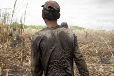 Trabalhadores numa plantação de cana-de-açúcar